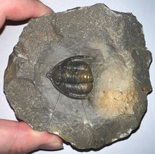 Load image into Gallery viewer, GEM Super Rare Diademaproetus Fossil Trilobite 1.5 Inches