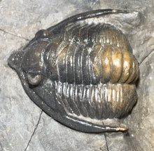 Load image into Gallery viewer, GEM Super Rare Diademaproetus Fossil Trilobite 1.5 Inches