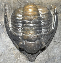 Load image into Gallery viewer, GEM Super Rare Diademaproetus Fossil Trilobite 1.5 Inches