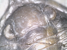 Load image into Gallery viewer, GEM Super Rare Diademaproetus Fossil Trilobite 1.5 Inches