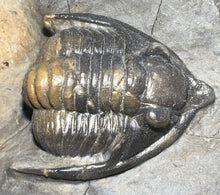 Load image into Gallery viewer, GEM Super Rare Diademaproetus Fossil Trilobite 1.5 Inches