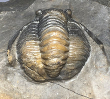 Load image into Gallery viewer, GEM Super Rare Diademaproetus Fossil Trilobite 1.5 Inches