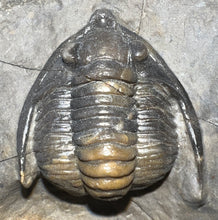 Load image into Gallery viewer, GEM Super Rare Diademaproetus Fossil Trilobite 1.5 Inches