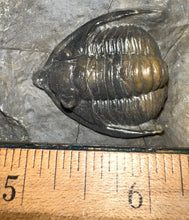 Load image into Gallery viewer, GEM Super Rare Diademaproetus Fossil Trilobite 1.5 Inches