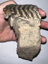 Load image into Gallery viewer, Ice Age Fossil Juvenile Woolly Mammoth partial Skull with Molar from Siberia 5 Inches