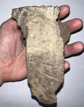 Load image into Gallery viewer, Ice Age Fossil Juvenile Woolly Mammoth partial Skull with Molar from Siberia 5 Inches