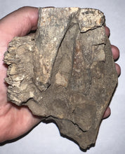 Load image into Gallery viewer, Ice Age Fossil Juvenile Woolly Mammoth partial Skull with Molar from Siberia 5 Inches