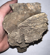 Load image into Gallery viewer, Ice Age Fossil Juvenile Woolly Mammoth partial Skull with Molar from Siberia 5 Inches