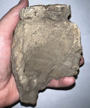 Load image into Gallery viewer, Ice Age Fossil Juvenile Woolly Mammoth partial Skull with Molar from Siberia 5 Inches