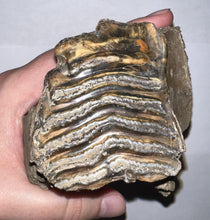 Load image into Gallery viewer, Ice Age Fossil Juvenile Woolly Mammoth partial Skull with Molar from Siberia 5 Inches