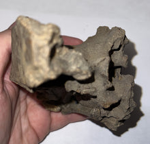 Load image into Gallery viewer, Ice Age Fossil Juvenile Woolly Mammoth partial Skull with Molar from Siberia 5 Inches