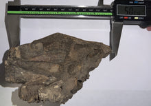 Load image into Gallery viewer, Ice Age Fossil Juvenile Woolly Mammoth partial Skull with Molar from Siberia 5 Inches
