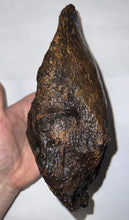 Load image into Gallery viewer, Ice Age Fossil Juvenile Woolly Mammoth Jaw with Molar from Siberia 8.6 Inches