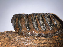 Load image into Gallery viewer, Ice Age Fossil Juvenile Woolly Mammoth Jaw with Molar from Siberia 8.6 Inches