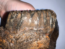 Load image into Gallery viewer, Ice Age Fossil Juvenile Woolly Mammoth Jaw with Molar from Siberia 8.6 Inches