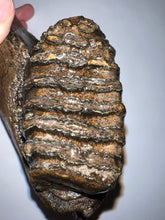 Load image into Gallery viewer, Ice Age Fossil Juvenile Woolly Mammoth Jaw with Molar from Siberia 8.6 Inches