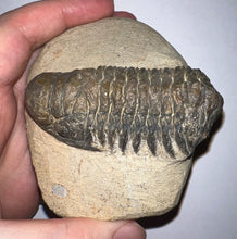 Load image into Gallery viewer, Huge Rare Crotalocephalus Fossil Trilobite 3+ Inches