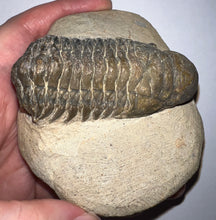 Load image into Gallery viewer, Huge Rare Crotalocephalus Fossil Trilobite 3+ Inches