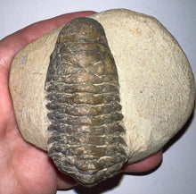 Load image into Gallery viewer, Huge Rare Crotalocephalus Fossil Trilobite 3+ Inches