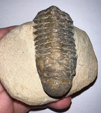 Load image into Gallery viewer, Huge Rare Crotalocephalus Fossil Trilobite 3+ Inches