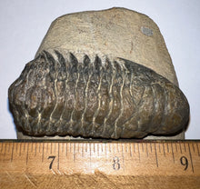 Load image into Gallery viewer, Huge Rare Crotalocephalus Fossil Trilobite 3+ Inches
