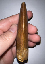 Load image into Gallery viewer, Monster Carcharodontosaur Fossil Tooth 3.56 Inches Incredible Serrations