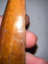 Load image into Gallery viewer, Monster Carcharodontosaur Fossil Tooth 3.56 Inches Incredible Serrations