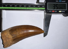 Load image into Gallery viewer, Monster Carcharodontosaur Fossil Tooth 3.56 Inches Incredible Serrations