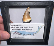 Load image into Gallery viewer, Framed Mosasaur Teeth One per Order 1.15 to 1.25 Inches! Dinosaur Era Marine Reptile!