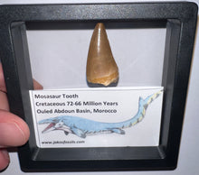 Load image into Gallery viewer, Framed Mosasaur Teeth One per Order 1.15 to 1.25 Inches! Dinosaur Era Marine Reptile!