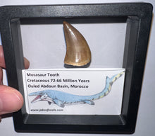 Load image into Gallery viewer, Framed Mosasaur Teeth One per Order 1.15 to 1.25 Inches! Dinosaur Era Marine Reptile!