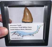 Load image into Gallery viewer, Framed Mosasaur Teeth One per Order 1.15 to 1.25 Inches! Dinosaur Era Marine Reptile!