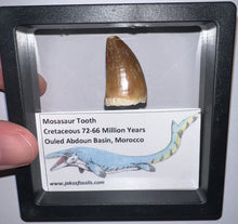 Load image into Gallery viewer, Framed Mosasaur Teeth One per Order 1.15 to 1.25 Inches! Dinosaur Era Marine Reptile!