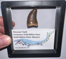 Load image into Gallery viewer, Framed Mosasaur Teeth One per Order 1.15 to 1.25 Inches! Dinosaur Era Marine Reptile!