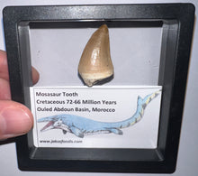 Load image into Gallery viewer, Framed Mosasaur Teeth One per Order 1.15 to 1.25 Inches! Dinosaur Era Marine Reptile!