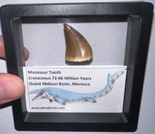 Load image into Gallery viewer, Framed Mosasaur Teeth One per Order 1.15 to 1.25 Inches! Dinosaur Era Marine Reptile!