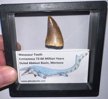 Load image into Gallery viewer, Framed Mosasaur Teeth One per Order 1.15 to 1.25 Inches! Dinosaur Era Marine Reptile!