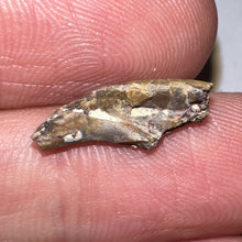 Load image into Gallery viewer, Super Rare Dimetrodon Fossil Claw .64 Inches