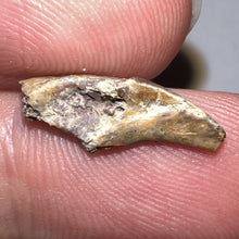 Load image into Gallery viewer, Super Rare Dimetrodon Fossil Claw .64 Inches