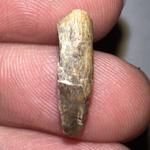 Load image into Gallery viewer, Super Rare Dimetrodon Fossil Claw .64 Inches