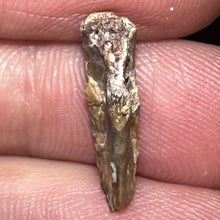 Load image into Gallery viewer, Super Rare Dimetrodon Fossil Claw .64 Inches