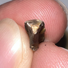 Load image into Gallery viewer, Super Rare Dimetrodon Fossil Claw .64 Inches