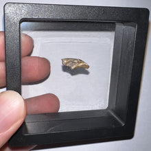 Load image into Gallery viewer, Super Rare Dimetrodon Fossil Claw .64 Inches