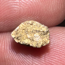 Load image into Gallery viewer, Dimetrodon Fossil Tooth .46 Inches