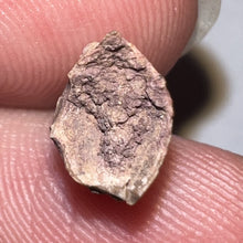 Load image into Gallery viewer, Dimetrodon Fossil Tooth .48 Inches