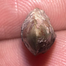 Load image into Gallery viewer, Dimetrodon Fossil Tooth .48 Inches