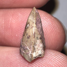 Load image into Gallery viewer, Dimetrodon Fossil Tooth .48 Inches
