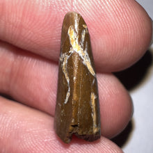 Load image into Gallery viewer, Large Dimetrodon Fossil Tooth .79 Inches