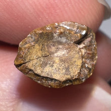 Load image into Gallery viewer, Large Dimetrodon Fossil Tooth .79 Inches