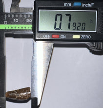 Load image into Gallery viewer, Large Dimetrodon Fossil Tooth .79 Inches